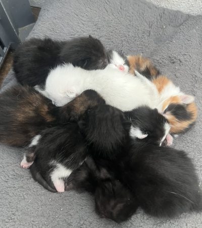 8 chatons – Chat / Chaton à donner à Chalonnes Sur Loire (49)