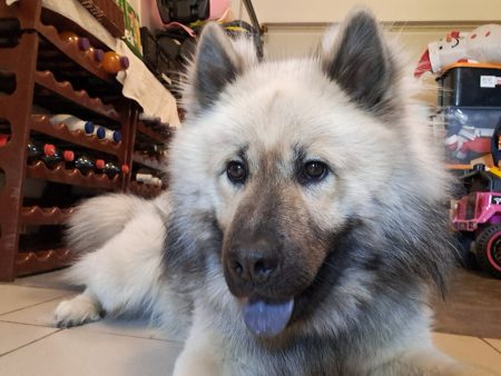 A adopter eurasier 18 mois – Chien / Chiot à vendre à Olle (28)