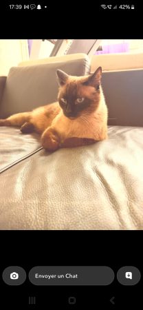 Adopte moi Adopte moi – Chat / Chaton à donner à Creteil (94)