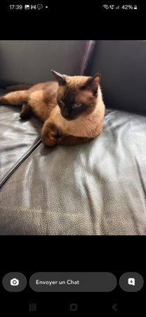 Adopte moi – Chat / Chaton à donner à Creteil (94) (photo 2)