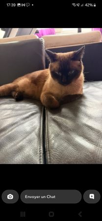 Adopte moi – Chat / Chaton à donner à Creteil (94) (photo 3)