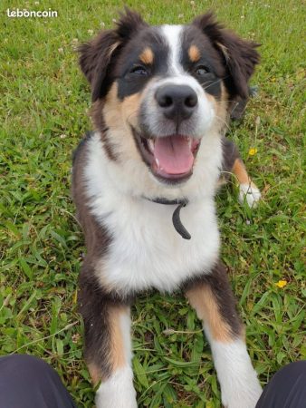 Berger australien 6 ans pour personne experimentee – Chien / Chiot à donner à Rantzwiller (68) (photo 2)