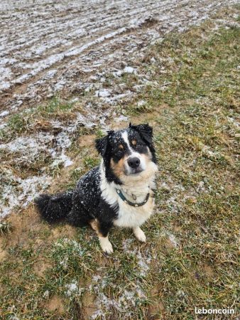 Berger australien 6 ans pour personne experimentee – Chien / Chiot à donner à Rantzwiller (68)
