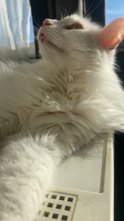 Chat blanc flocon ❄️, poils long, super câlin affectueux – Chat / Chaton à donner à Castelnaudary (11) (photo 2)