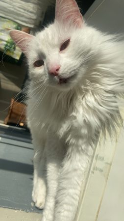 Chat blanc flocon ❄️, poils long, super câlin affectueux – Chat / Chaton à donner à Castelnaudary (11) (photo 3)