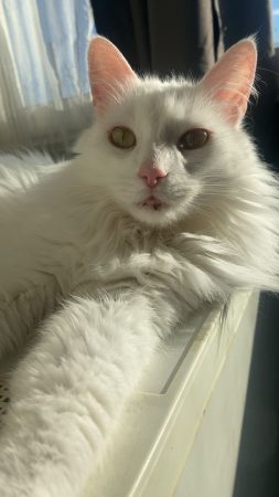 Chat blanc flocon ❄️, poils long, super câlin affectueux – Chat / Chaton à donner à Castelnaudary (11)
