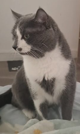 Chat de 1ans et demi Chat de 1ans et demi – Chat / Chaton à donner à Le Mans (72) (photo 2)
