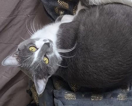 Chat de 1ans et demi – Chat / Chaton à donner à Le Mans (72)