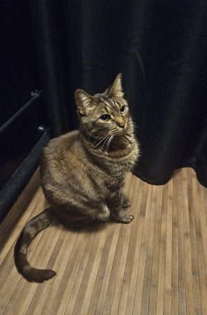 Chat de 9 ans très affectueux cherche famille calme et aimante – Chat / Chaton à donner à Issy Les Moulineaux (92)