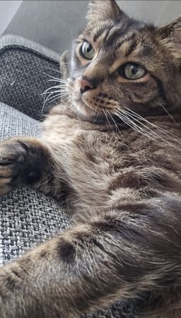 Chat de 9 ans très affectueux cherche famille calme et aimante Chat de 9 ans très affectueux cherche famille calme et aimante – Chat / Chaton à donner à Issy Les Moulineaux (92) (photo 2)