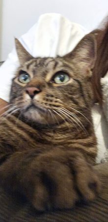 Chat de 9 ans très affectueux cherche famille calme et aimante Chat de 9 ans très affectueux cherche famille calme et aimante – Chat / Chaton à donner à Issy Les Moulineaux (92) (photo 3)