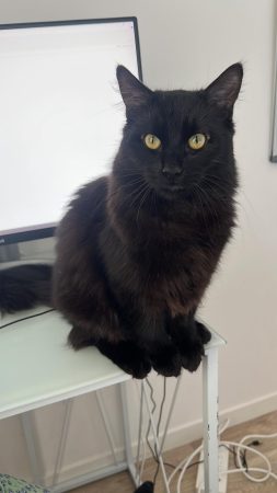 Chat de goutière 1 ans – Chat / Chaton à donner à Mériel (95) (photo 2)