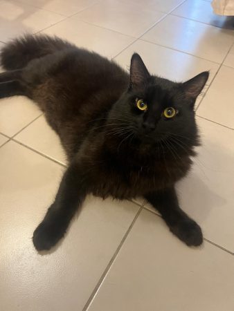 Chat de goutière 1 ans – Chat / Chaton à donner à Mériel (95) (photo 3)