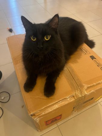Chat de goutière 1 ans Chat de goutière 1 ans – Chat / Chaton à donner à Mériel (95)
