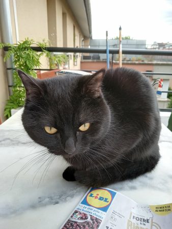 Cherche un nouveau toit pour donner tout mon amour đ Cherche un nouveau toit pour donner tout mon amour đ â Chat / Chaton Ă donner Ă Pechbonnieu (31) (photo 2)
