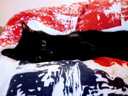 Cherche un nouveau toit pour donner tout mon amour đ Cherche un nouveau toit pour donner tout mon amour đ â Chat / Chaton Ă donner Ă Pechbonnieu (31) (photo 3)