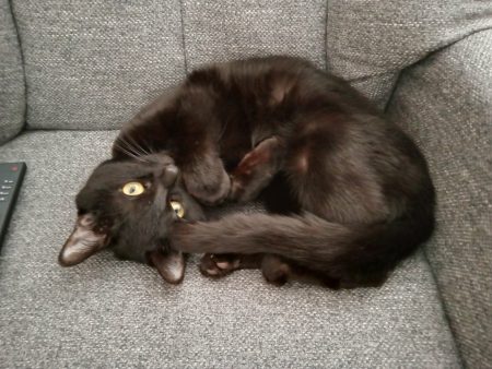 Cherche un nouveau toit pour donner tout mon amour 💕 – Chat / Chaton à donner à Pechbonnieu (31)