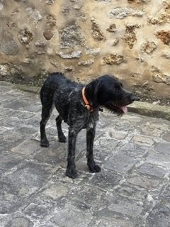Chienne à donner, 20 mois, race de type Drahthaar dans le style chien de chasse. Chienne à donner, 20 mois, race de type Drahthaar dans le style chien de chasse. – Chien / Chiot à donner à Longpont Sur Orge (91) (photo 2)