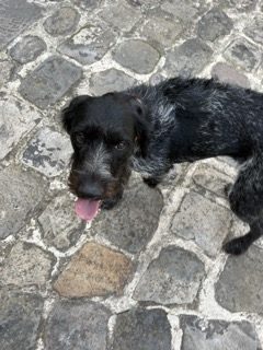 Chienne à donner, 20 mois, race de type Drahthaar dans le style chien de chasse. Chienne à donner, 20 mois, race de type Drahthaar dans le style chien de chasse. – Chien / Chiot à donner à Longpont Sur Orge (91) (photo 3)