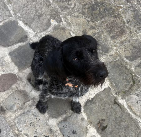Chienne à donner, 20 mois, race de type Drahthaar dans le style chien de chasse. – Chien / Chiot à donner à Longpont Sur Orge (91)