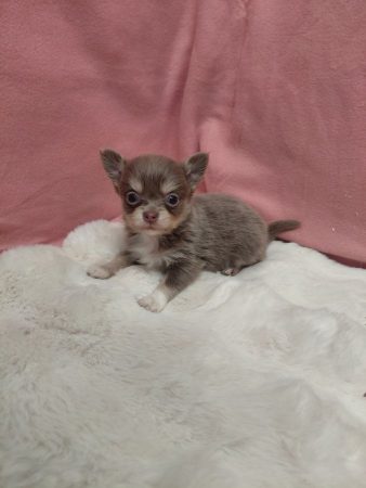 Chiot chihuahua Chiot chihuahua – Chien / Chiot à donner à Paris (75) (photo 3)