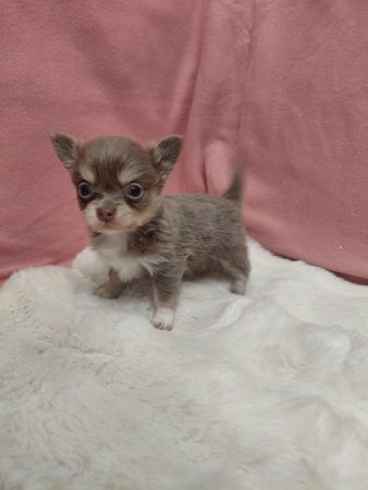 Chiot chihuahua – Chien / Chiot à donner à Paris (75)