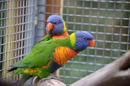 Couple lori de swainson à Signes – Oiseau à donner à Sercus (59)