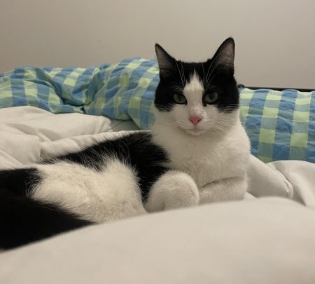 Don de chat – Chat / Chaton à donner à Lille (59) (photo 2)