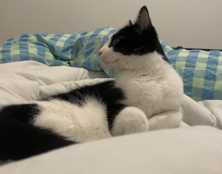 Don de chat – Chat / Chaton à donner à Lille (59) (photo 3)