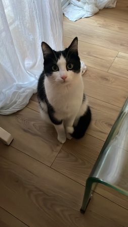 Don de chat – Chat / Chaton à donner à Lille (59)