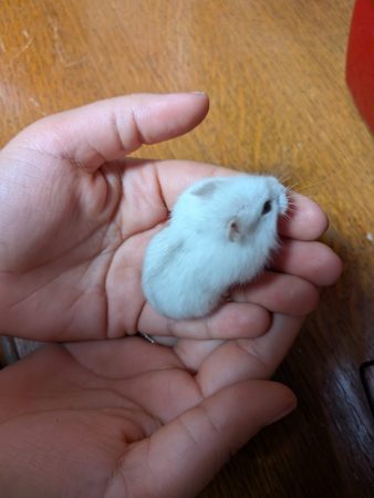 Don Hamsters Russes – Rongeur à donner à Voulx (77) (photo 2)