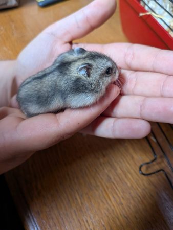 Don Hamsters Russes – Rongeur à donner à Voulx (77)