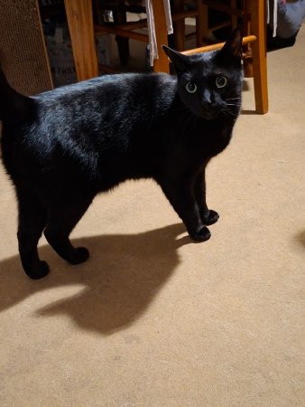 Don joli chat noir – Chat / Chaton à donner à Issy Les Moulineaux (92)