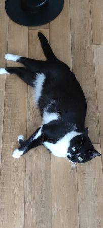 Donne 2 chattes, soeurs, de 3 ans, douces et agréables à vivre Donne 2 chattes, soeurs, de 3 ans, douces et agréables à vivre – Chat / Chaton à donner à Paris (75) (photo 3)