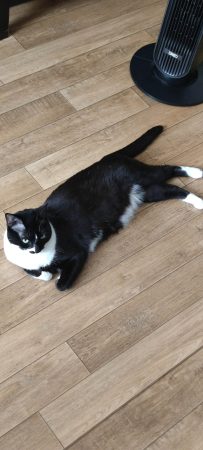 Donne 2 chattes, soeurs, de 3 ans, douces et agréables à vivre Donne 2 chattes, soeurs, de 3 ans, douces et agréables à vivre – Chat / Chaton à donner à Paris (75) (photo 2)