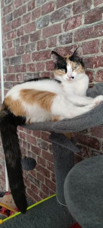 Donne 2 chattes, soeurs, de 3 ans, douces et agréables à vivre – Chat / Chaton à donner à Paris (75)