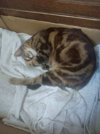 Donne 2 femelle de 1 ans – Chat / Chaton à donner à Bourbon Lancy (71) (photo 2)