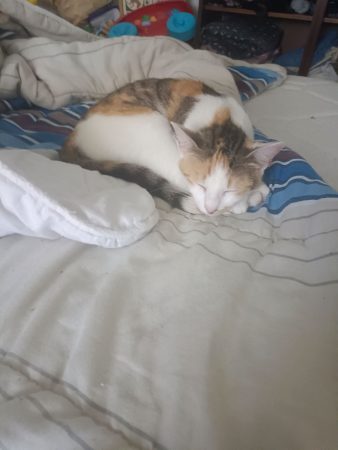 Donne 2 femelle de 1 ans – Chat / Chaton à donner à Bourbon Lancy (71)