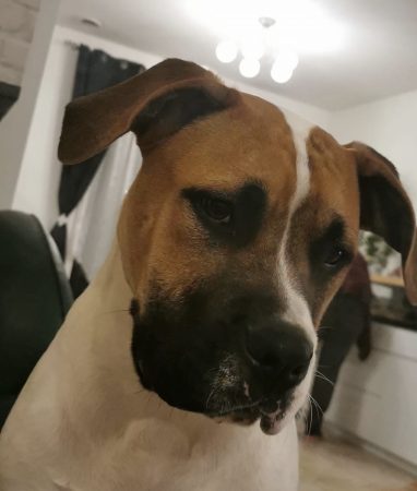 Donne bouledogue américain – Chien / Chiot à donner à Ferrieres En Gatinais (45)