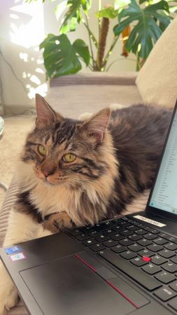 Donne chat 1 ans, très gentil câlin propre Donne chat 1 ans, très gentil câlin propre – Chat / Chaton à donner à Nimes (30)