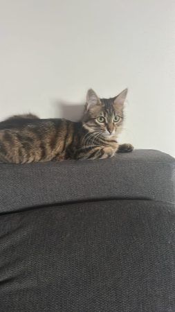 Donne chat Donne chat – Chat / Chaton à donner à Gonesse (95)