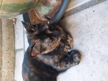 Donne chat – Chien / Chiot à donner à Villeneuve Les Avignon (30) (photo 2)
