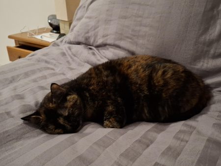 Donne chat – Chien / Chiot à donner à Villeneuve Les Avignon (30) (photo 3)