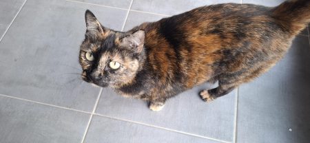 Donne chat – Chien / Chiot à donner à Villeneuve Les Avignon (30)