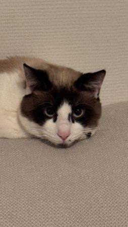 Donne chat d’appartement Donne chat d’appartement – Chat / Chaton à donner à Marseille (13) (photo 3)