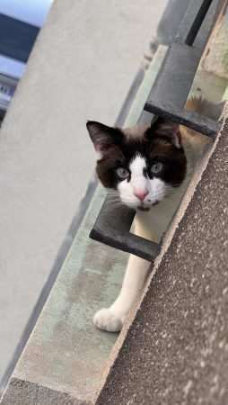 Donne chat d’appartement Donne chat d’appartement – Chat / Chaton à donner à Marseille (13) (photo 2)