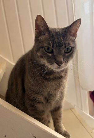 Donne chat 🐈⬛ très câlin et affectueux Donne chat 🐈⬛ très câlin et affectueux – Chat / Chaton à donner à Biarritz (64) (photo 2)