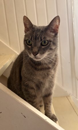 Donne chat 🐈‍⬛ très câlin et affectueux – Chat / Chaton à donner à Biarritz (64)