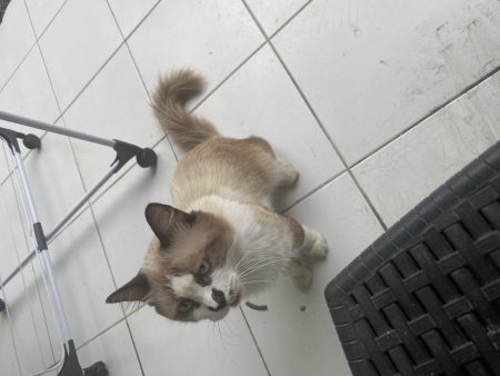 Donne chat mâle adulte – Chat / Chaton à donner à Deshaies (971)