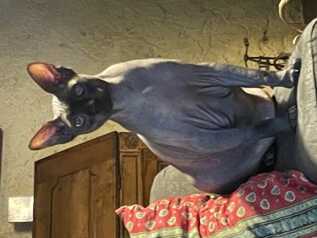 Donne chat sphynx gratuit – Chat / Chaton à donner à Sainte Bazeille (47)